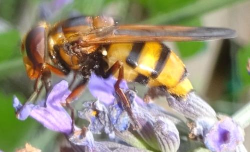 Volucella inanis